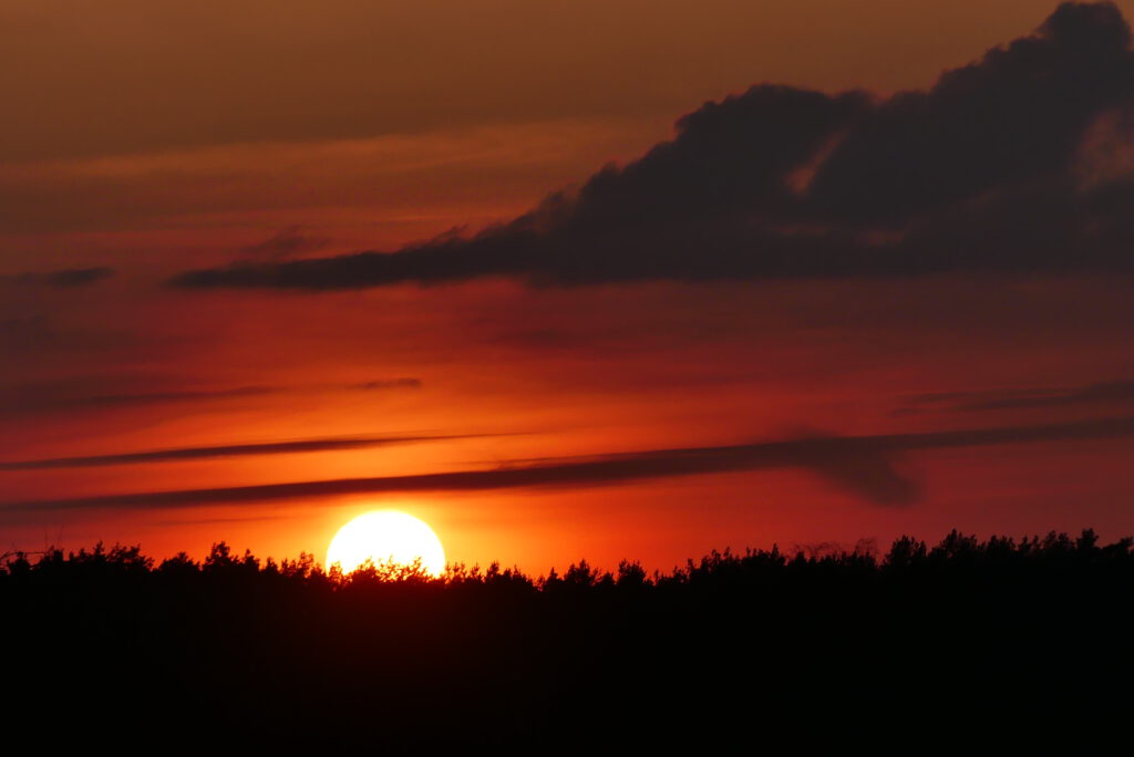 Sonnenuntergang, davor Bäume