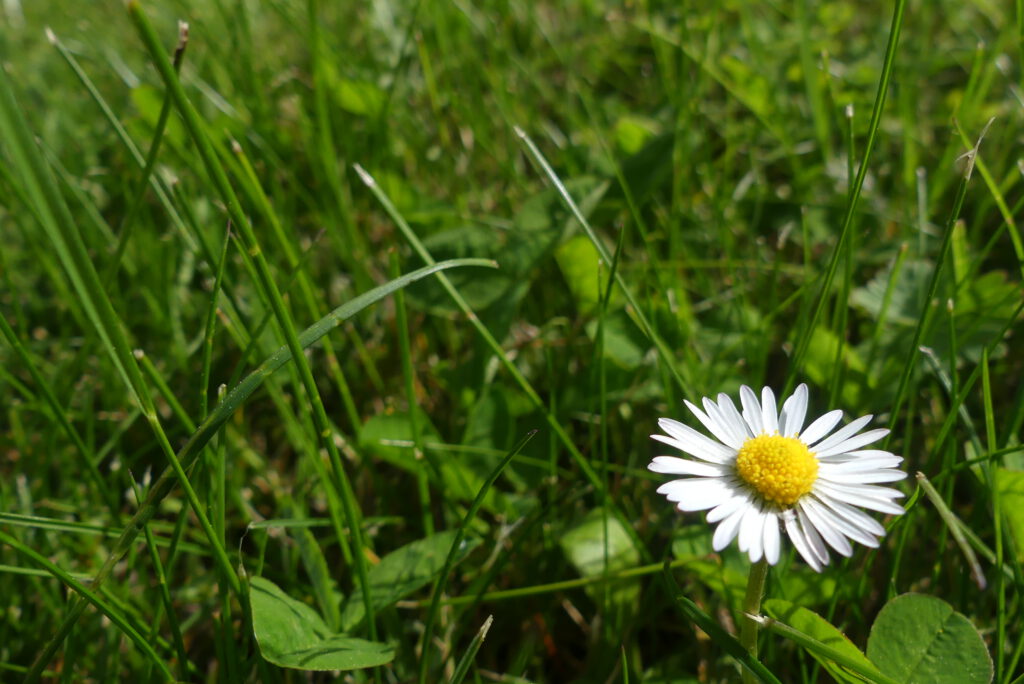 Gänseblümchen auf einer Wiese
