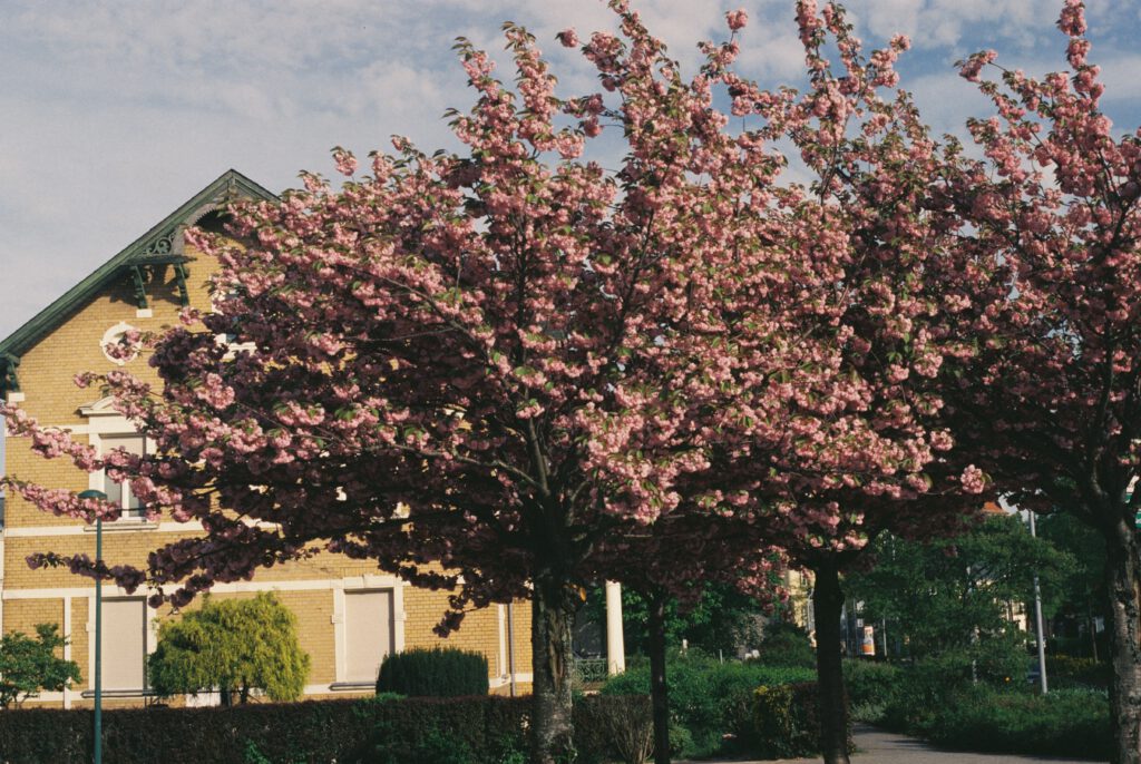 Kirschbaum in Senftenberg (blüht)
