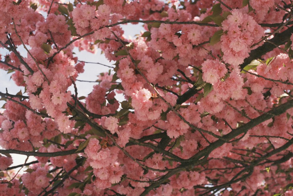 Kirschblüten