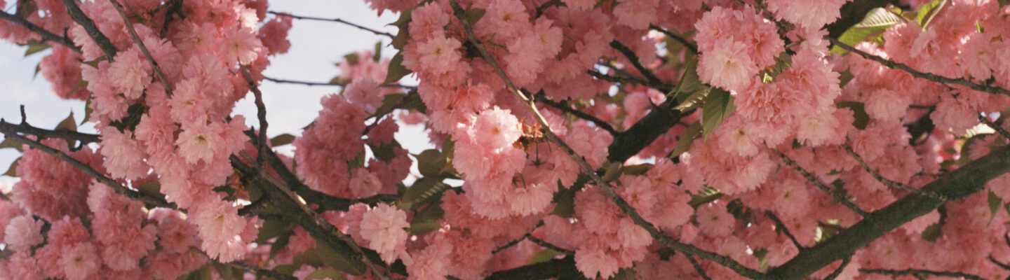 Kirschblüten