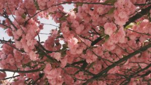 Kirschblüten