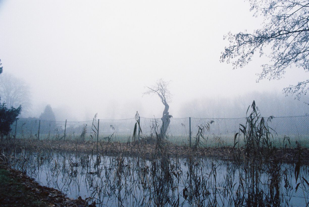Senftenberger Stadtpark im Nebel - 2024