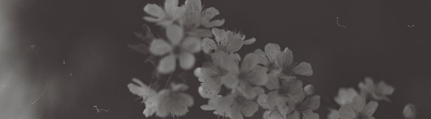 Kirschblüten im Garten – 2023