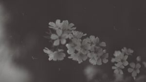 Kirschblüten im Garten – 2023