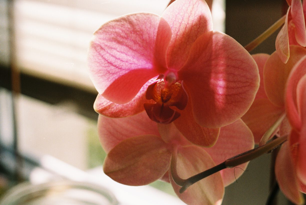 Orchide